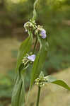 Zigzag spiderwort